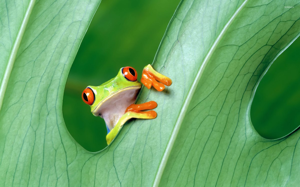 Red-eyed tree frog on a leaf, an image used on the previous personal website